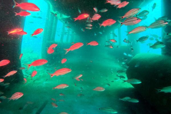 از ریل های آتلانتا تا صخره های اقیانوس: زندگی دوباره واگن های مترو در اعماق دریا از ریل های آتلانتا تا صخره های اقیانوس: زندگی دوباره واگن های مترو در اعماق دریا